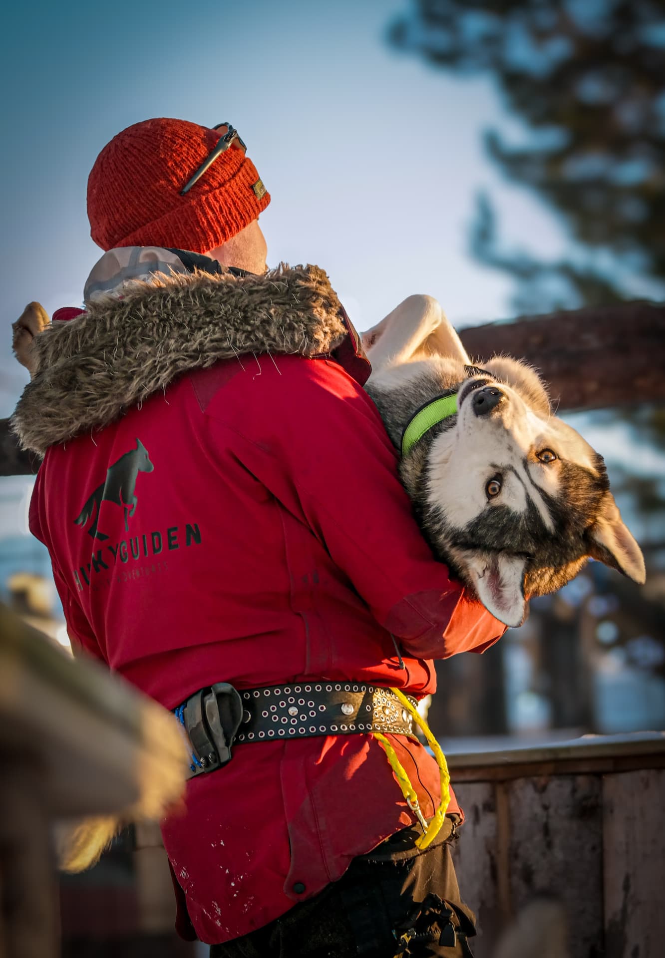 Dog sledding team racing through Arctic terrain near Sulitjelma